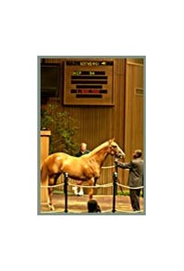 Belong to Me filly topped the first session of the Keeneland July Selected Yearling Sale.