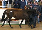 House In Wood (FR), Woodman - Housatonic by Riverman, brought 450,000gns at Tattersalls February Sale.