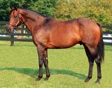 Adena Announces Fees: Awesome Again, El Prado No Change, Ghostzapper Reduced Adena Announces Fees: Awesome Again, El Prado No Change, Ghostzapper Reduced