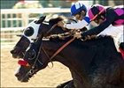 Lava Man (near) noses past Ace Blue at the finish line to win his second consecutive Hollywood Gold Cup.