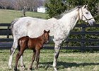 Informed Decision and her 2012 Street Cry colt