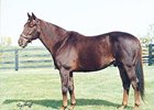 Crafty Prospector