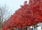 Keeneland's Gross Sales Up Again Keeneland's Gross Sales Up Again