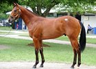 Stonestreet, Bolton Go to $310k at F-T Stonestreet, Bolton Go to $310k at F-T
