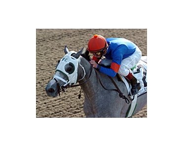Stellar Jayne shocks Ashado in the Mother Goose.