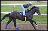 Medaglia d'Oro Breezes For Breeders' Cup Classic Medaglia d'Oro Breezes For Breeders' Cup Classic