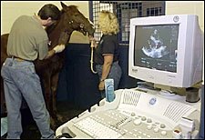 EHV-I Confirmed in Horses at Maryland Farm EHV-I Confirmed in Horses at Maryland Farm