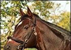 Storm Bird, champion and sire of Storm Cat.
