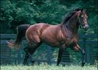 Boundary Pensioned at Claiborne Farm Boundary Pensioned at Claiborne Farm
