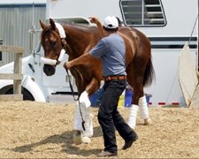 Smarty Arrives at Pimlico Smarty Arrives at Pimlico