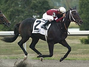 Zanjero to Stand at Millennium Farms Zanjero to Stand at Millennium Farms