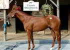 Johannesburg colt named Zounds set a record for the Fasig-Tipton Midlantic sale.
