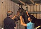 Equine massage therapist Cindy McVey prepares to work on Hard Spun.