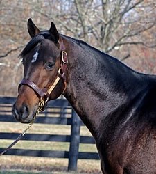 Grade II Winner J Be K's First Foal is Colt Grade II Winner J Be K's First Foal is Colt