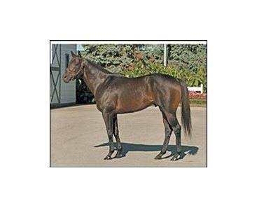 Leading freshman sire Successful Appeal.