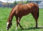 Rags to Riches grazing at Ashford Stud.
