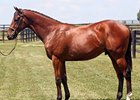 Hip #469, colt; Bernardini - Wilshewed, by Carson City, brought $1,550,000 at the Sept. 12 third session of the Keeneland September yearling sale.