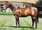 King Cugat to Liberty Stud King Cugat to Liberty Stud