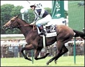Arlington Million Favorite Sulamani Suffering From Bruise Arlington Million Favorite Sulamani Suffering From Bruise
