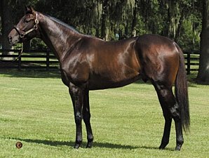 Spanish Steps Sires First Winner Spanish Steps Sires First Winner