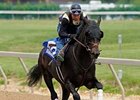 This 2-year-old half-brother to Mine That Bird brought $485,000 during the opening session of the Fasig-Tipton Midlantic sale May 18.