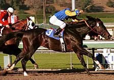 Two Time Grade I Winner Dixie Union Retired Two Time Grade I Winner Dixie Union Retired