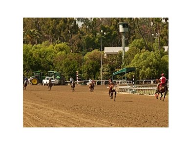 Spinning Love runs the wrong way after unseating jockey Alonso Quinonez.