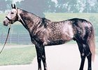 Unbridled's Song