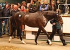 A son of Galileo, named Hydrogen was purchased for 2.5 million guineas ($4,200,609) during the Tattersalls October yearling sale.