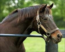 Taylor's Special Euthanized; Awad to Join Old Friends Roster Taylor's Special Euthanized; Awad to Join Old Friends Roster