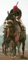 Lemon Drop Kid Tops Woodward Field Lemon Drop Kid Tops Woodward Field