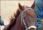 Smarty Jones prepares for the $100,000 Southwest Stakes, Saturday at Oaklawn.