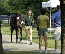 Fasig-Tipton Kentucky Yearling Sale Attracting More European Shoppers Fasig-Tipton Kentucky Yearling Sale Attracting More European Shoppers