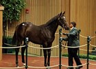 Hip 94 by War Front out of Gold Vault, sold for $1,050,000 at the Keeneland September Sale.