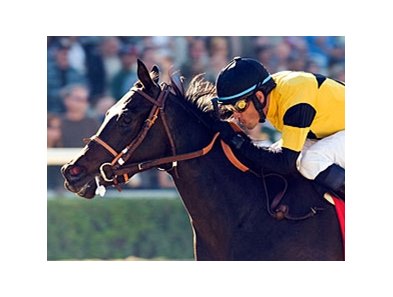 El Gato Malo is ready for the Turf Sprint.