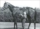 Derby Winner Spend a Buck Dead Derby Winner Spend a Buck Dead