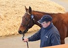 Trade Strong At Tattersalls Trade Strong At Tattersalls