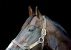 New York Stallion Phone Trick Dead New York Stallion Phone Trick Dead
