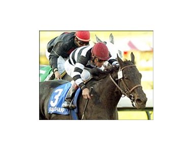 Salt Champ, foreground, with Gary Stevens aboard, wins Santa Monica Handicap.