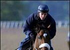 Barbaro Works Quarter-Mile Thursday in Final Preakness Prep Barbaro Works Quarter-Mile Thursday in Final Preakness Prep