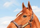 Curlin's Fee Reduced to $40,000 Curlin's Fee Reduced to $40,000