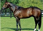 Olmodavor's First Winner Olmodavor's First Winner