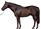 Australian Sire Lonhro to Shuttle to Darley Australian Sire Lonhro to Shuttle to Darley