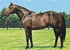 Brahms will stand at Elite Thoroughbreds in Louisiana.