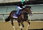 Get Stormy jogging at Churchill Downs.
<br><a target="blank" href="http://www.bloodhorse.com/horse-racing/photo-store?ref=http%3A%2F%2Fpictopia.com%2Fperl%2Fgal%3Fprovider_id%3D368%26ptp_photo_id%3D9723095%26ref%3Dstory">Order This Photo</a>