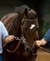 Three-Time Grade I Winner Balance Retired Three-Time Grade I Winner Balance Retired
