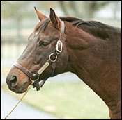 Conquistador Cielo Euthanized Conquistador Cielo Euthanized
