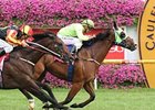 Maldivian captures the CF Orr Stakes Feb. 8.