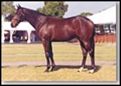 Danehill Colt Brings Sale Record Price In Hong Kong Danehill Colt Brings Sale Record Price In Hong Kong