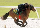 Forest Wildcat Filly Fastest at OBS Forest Wildcat Filly Fastest at OBS